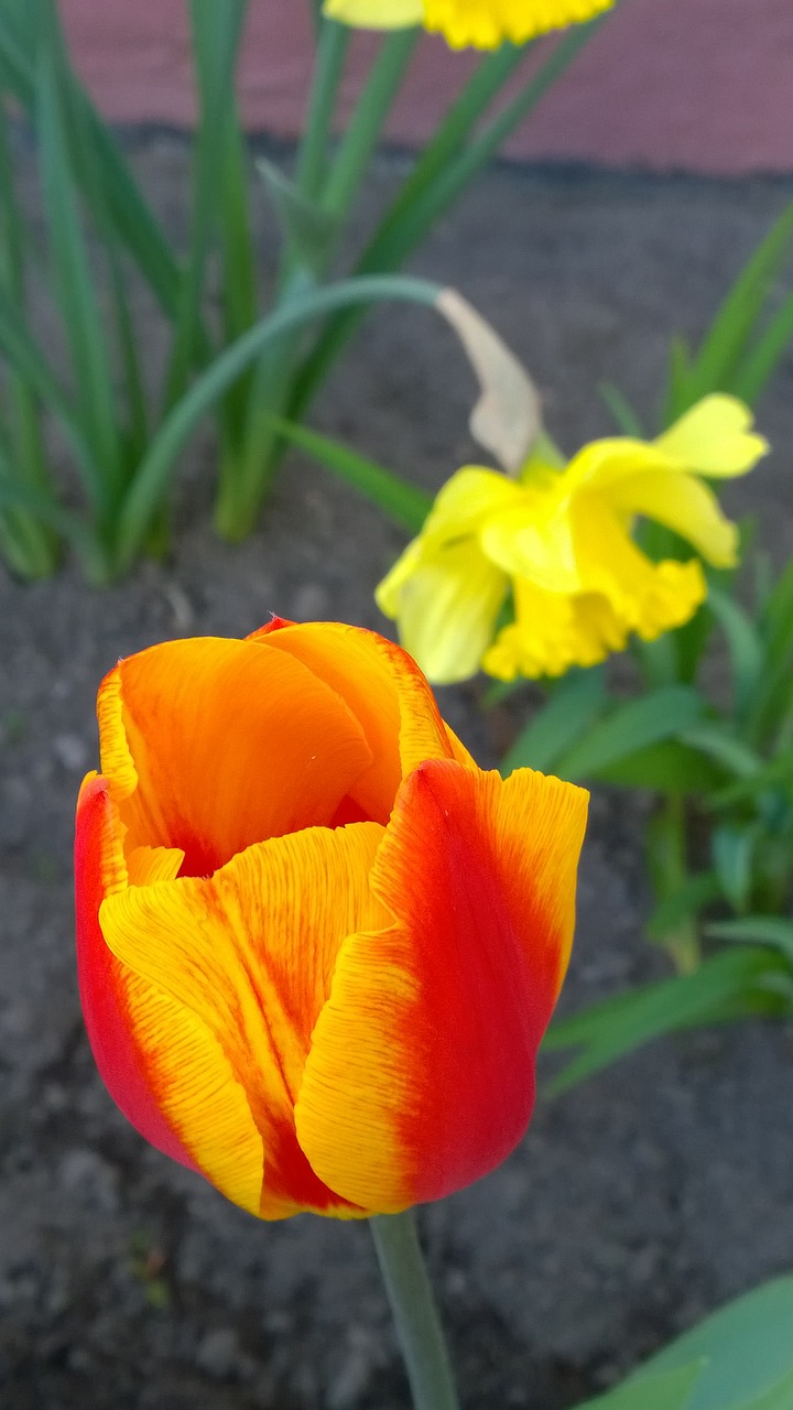 Image - tulip narcissus spring close