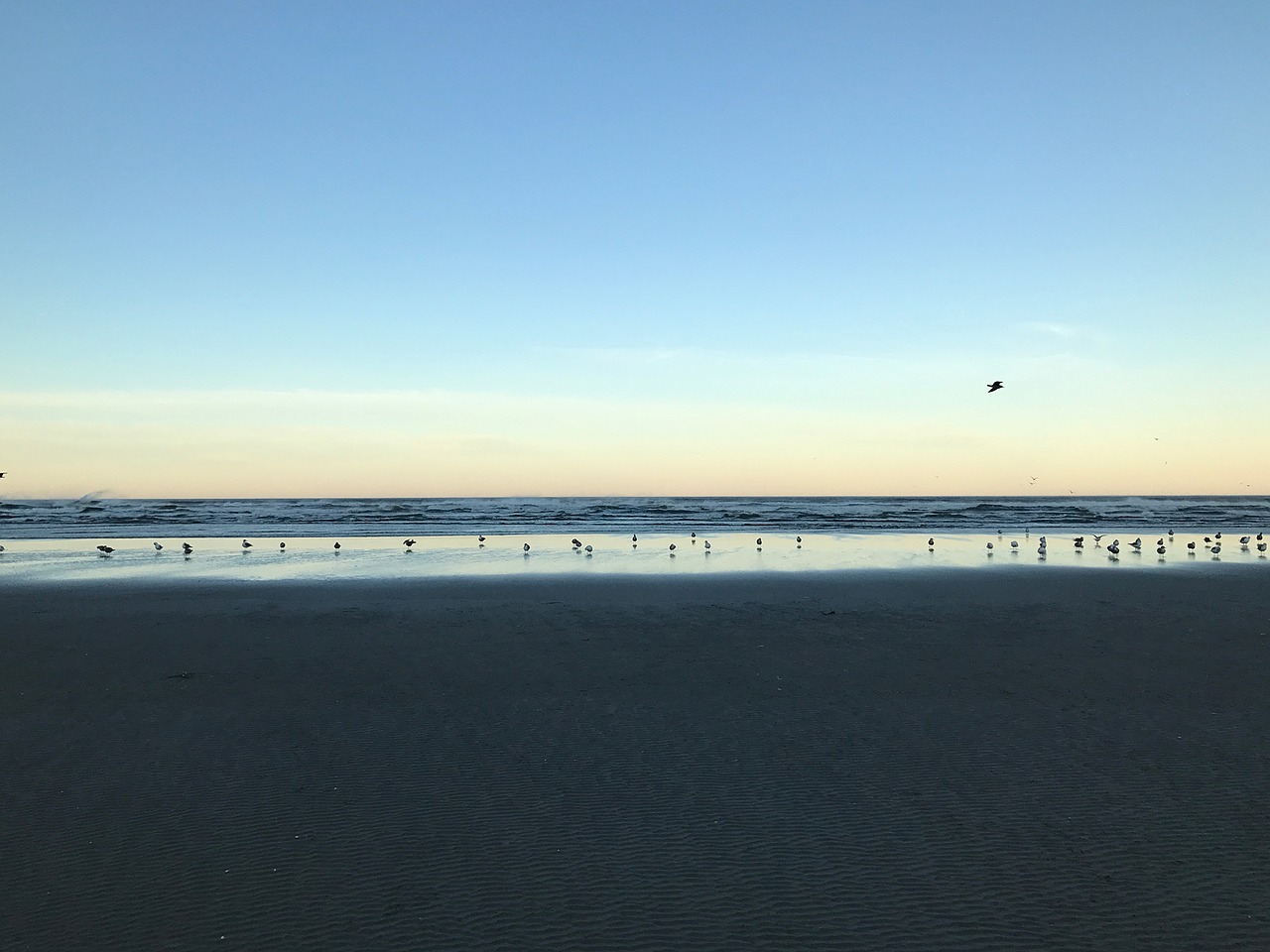 Image - beach seagulls peaceful morning