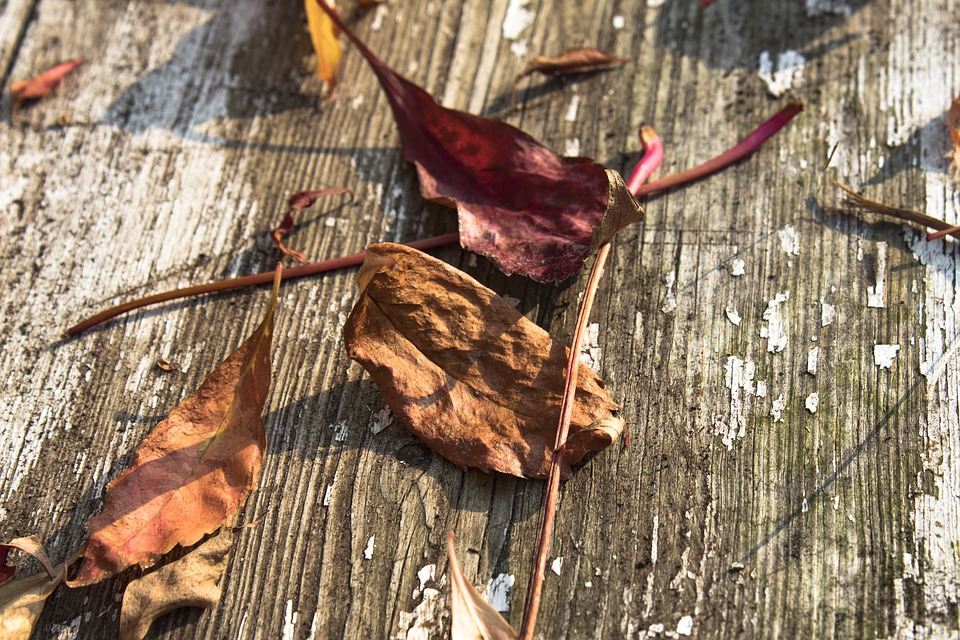 Image - autumn foliage yellow leaves