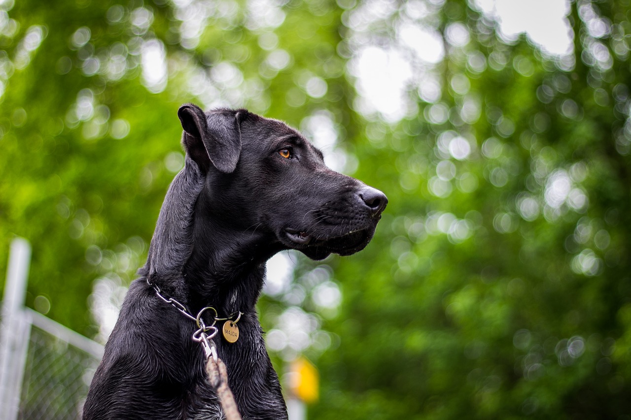 Image - dog head nature snout great dane