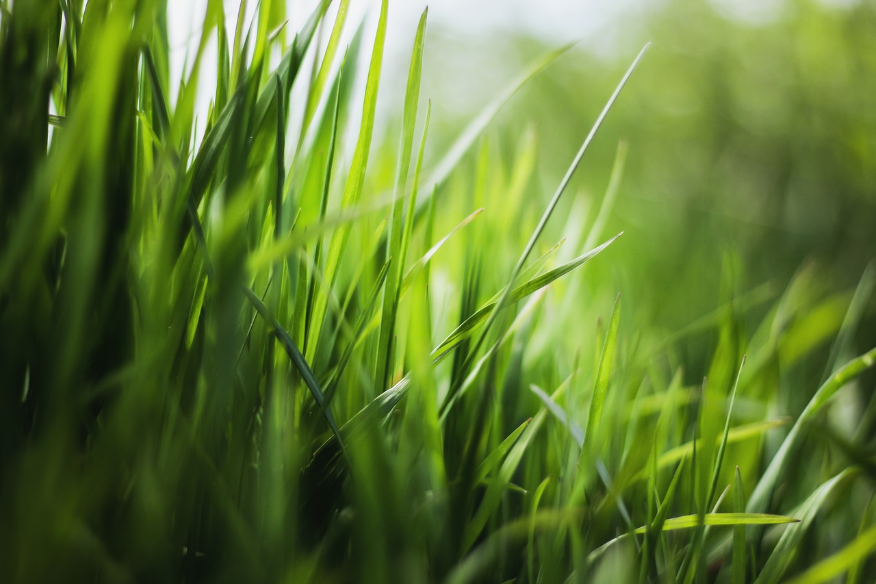 Image - grass nature green blades of grass