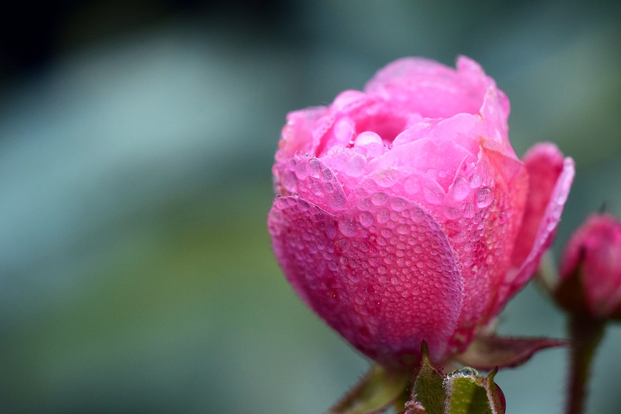 Image - rose dew blossom bloom flower