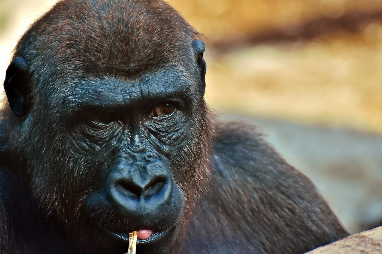 Image - gorilla monkey animal zoo furry