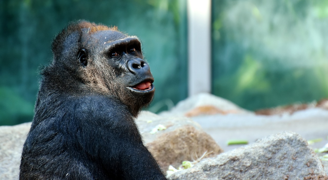 Image - gorilla monkey animal zoo furry