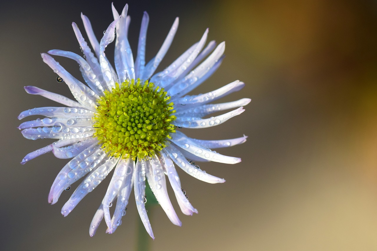Image - asteraceae ticket aster blossom