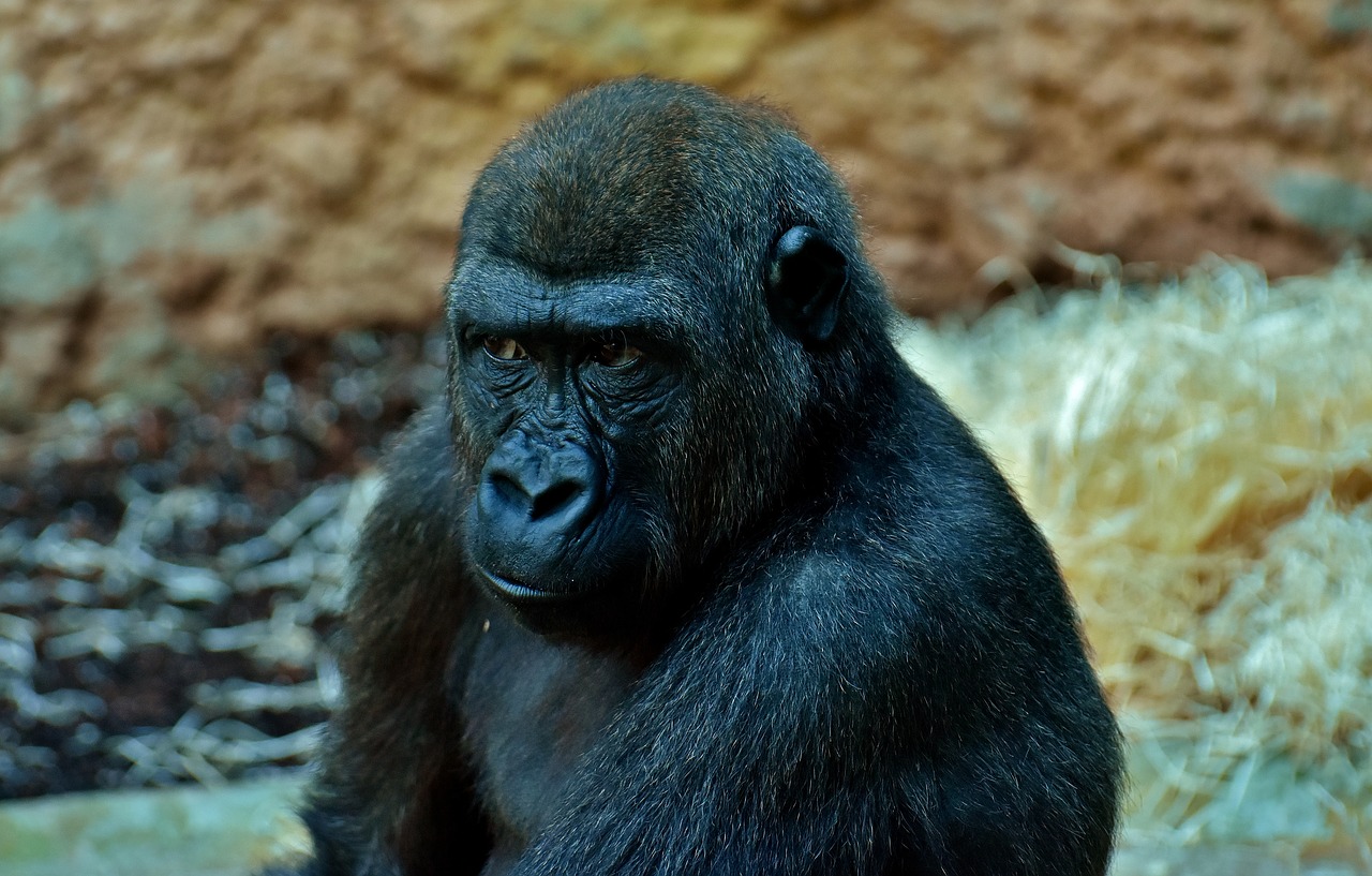 Image - gorilla view skeptical monkey