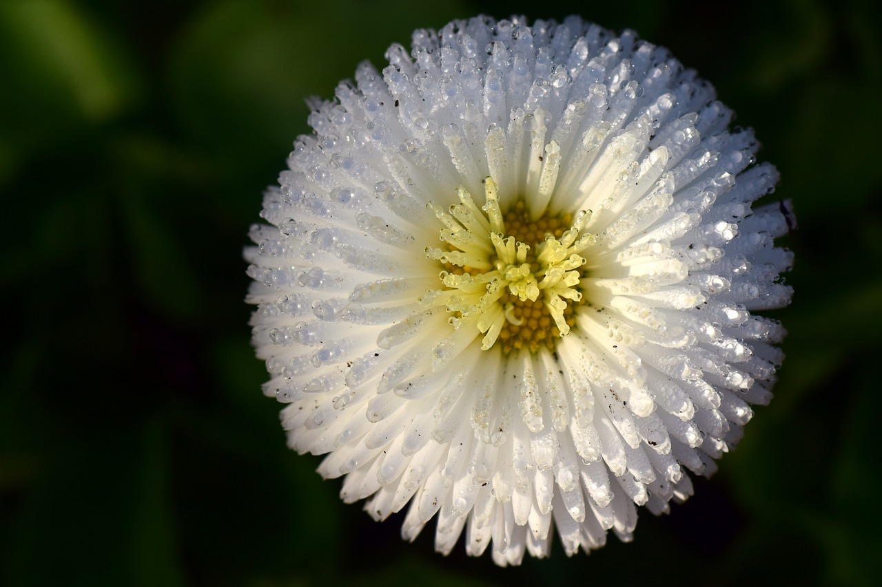 Image - daisy geese flower white dew