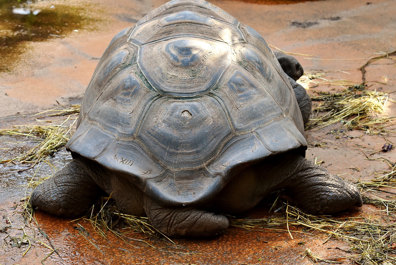 Image - giant tortoises animals panzer zoo