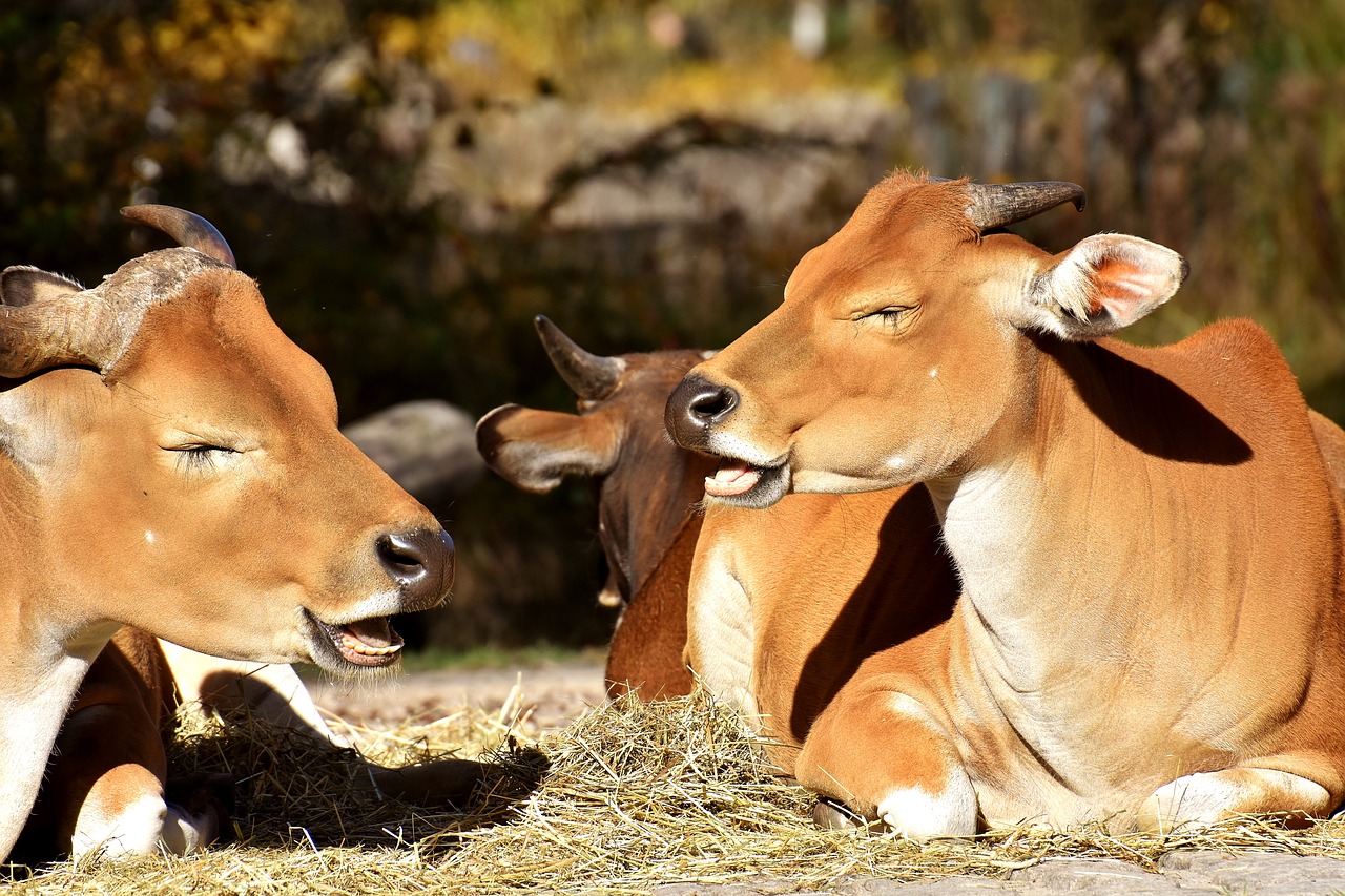 Image - banteng beef bos javanicus wild