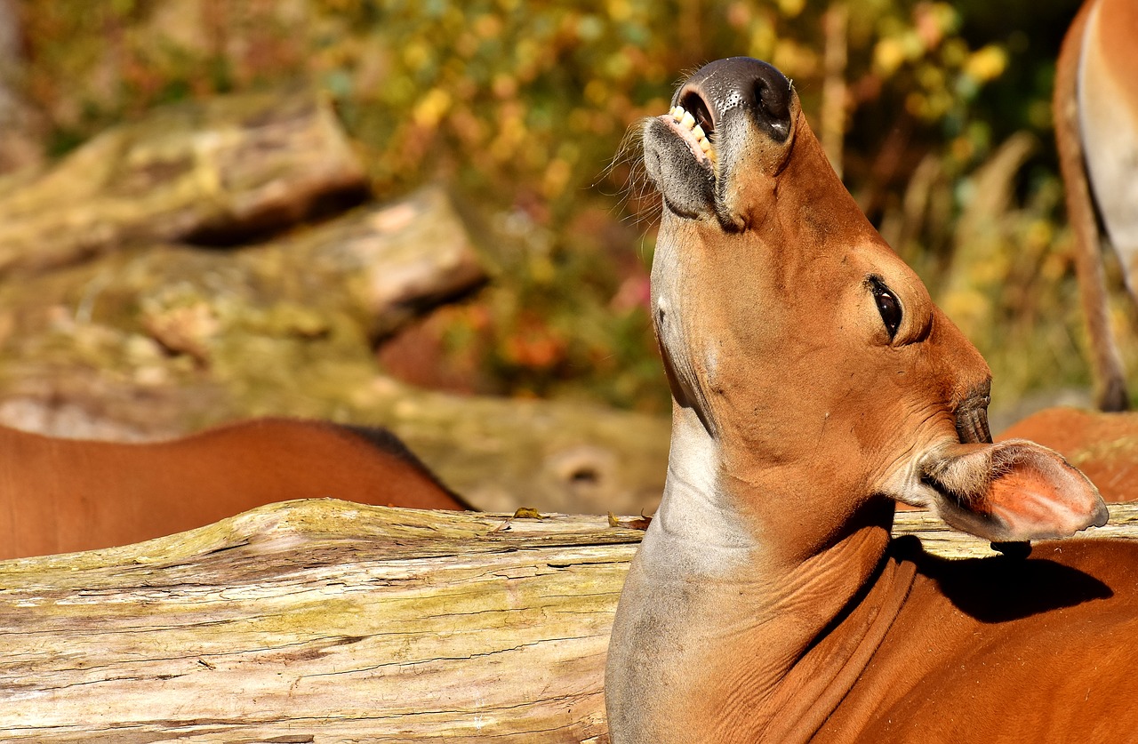 Image - banteng beef bos javanicus wild