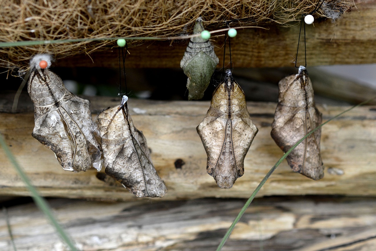 Image - track butterflies metamorphosis