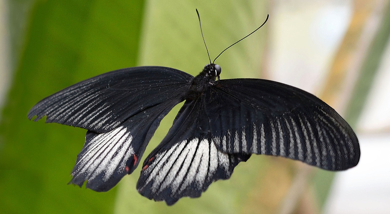 Image - butterfly insect wing fly animal