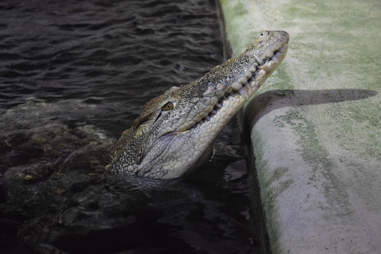 Image - aquarium marine water submarine