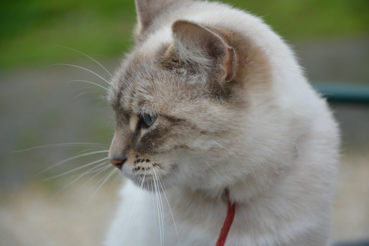 Image - cat profile head cat domestic animal