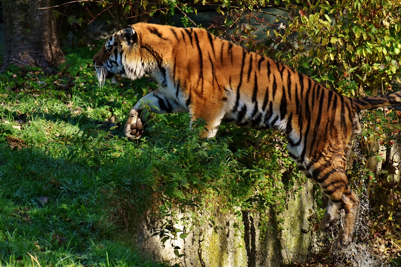 Image - tiger predator jump water fur