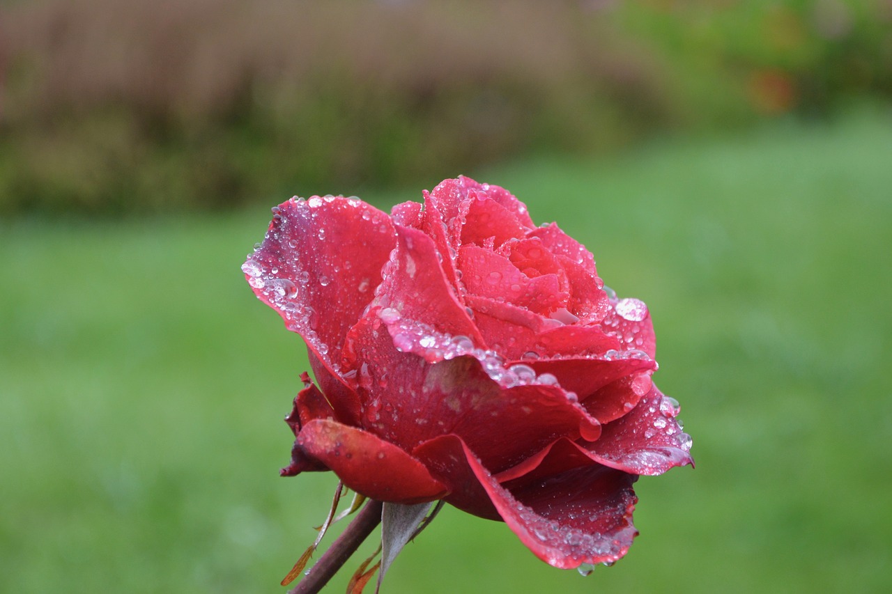 Image - red rose pink blooming