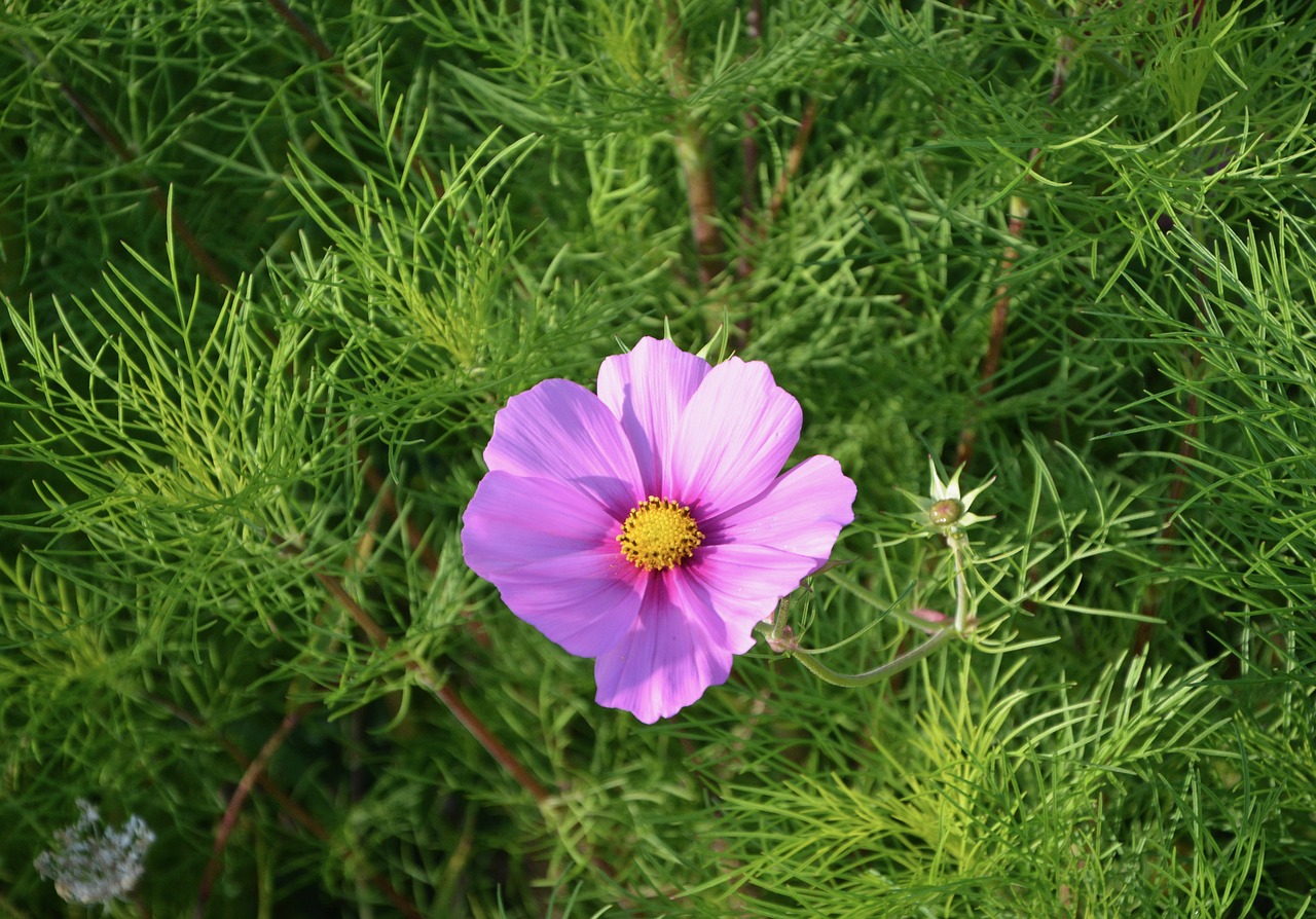 Image - flower purple flower nature garden