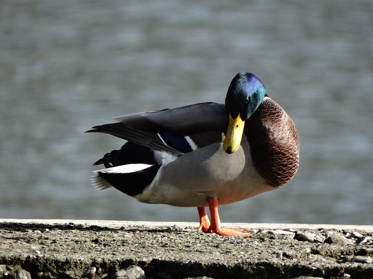 Image - duck lake brown green outdoor