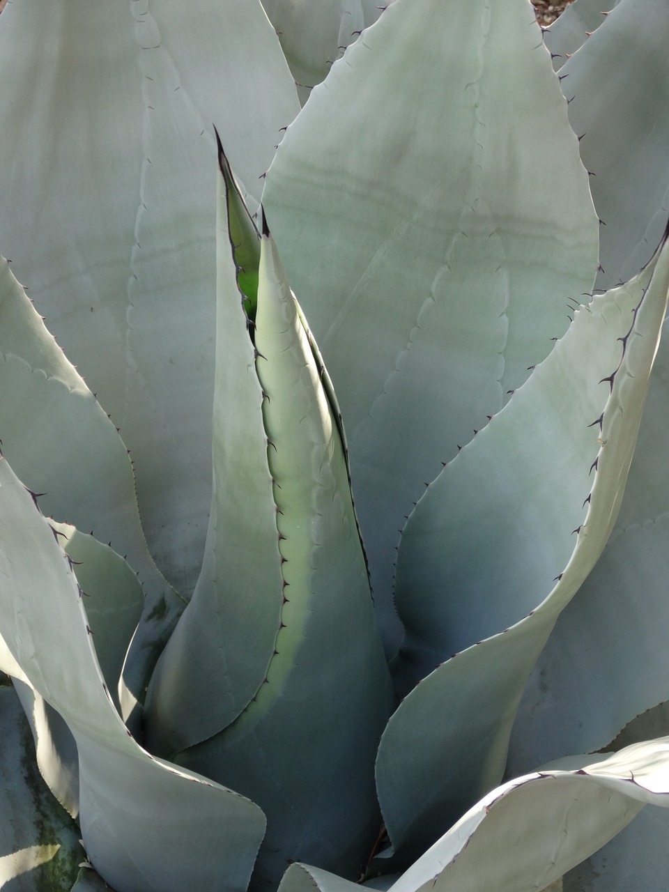 Image - agave succulent plant mexico