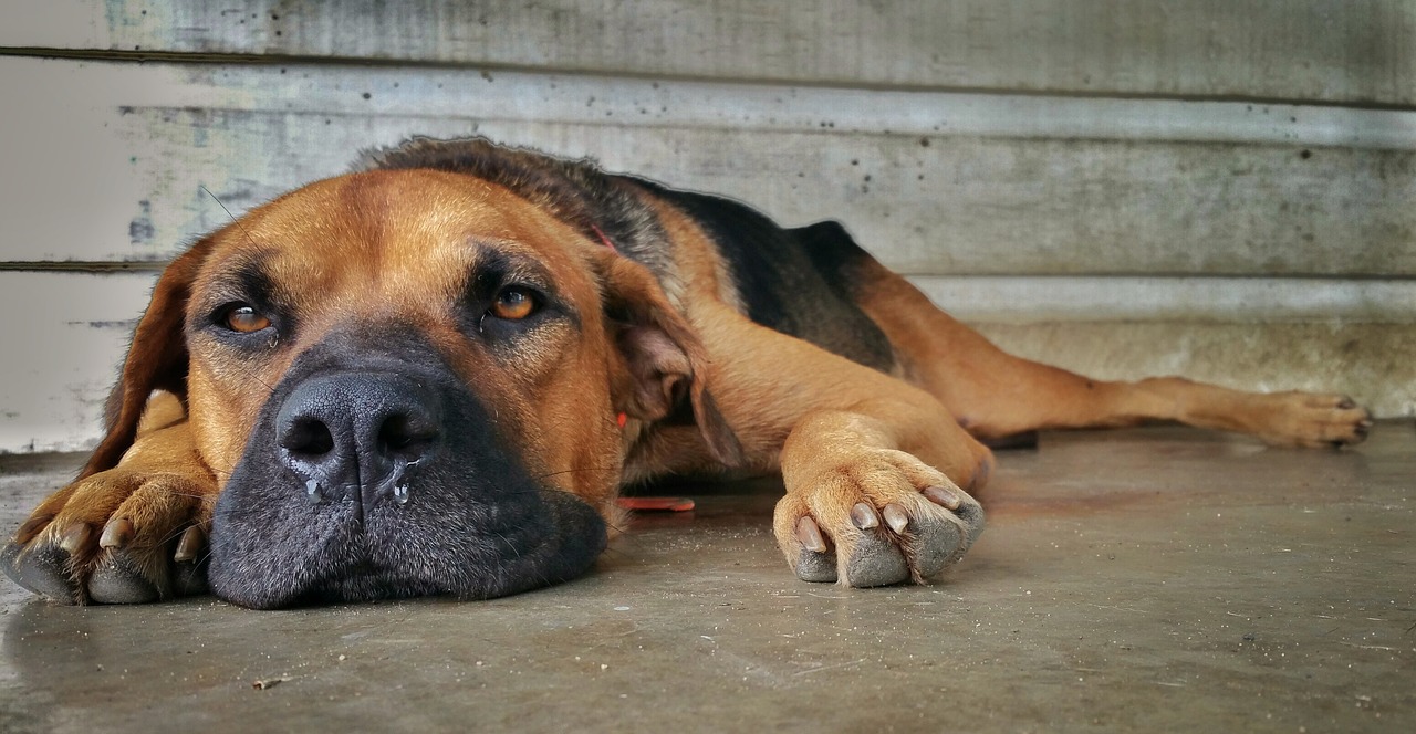 Image - dog nose paws brown eye s sad