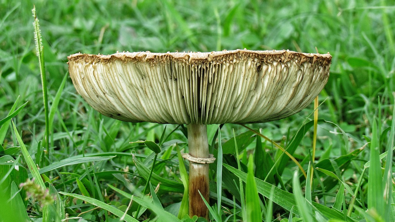 Image - mushroom grass nature summer