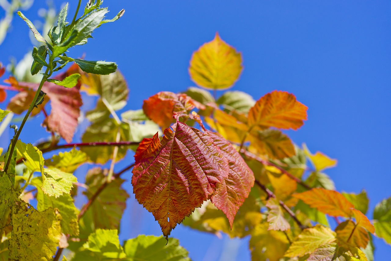 Image - blue raspberry nature background