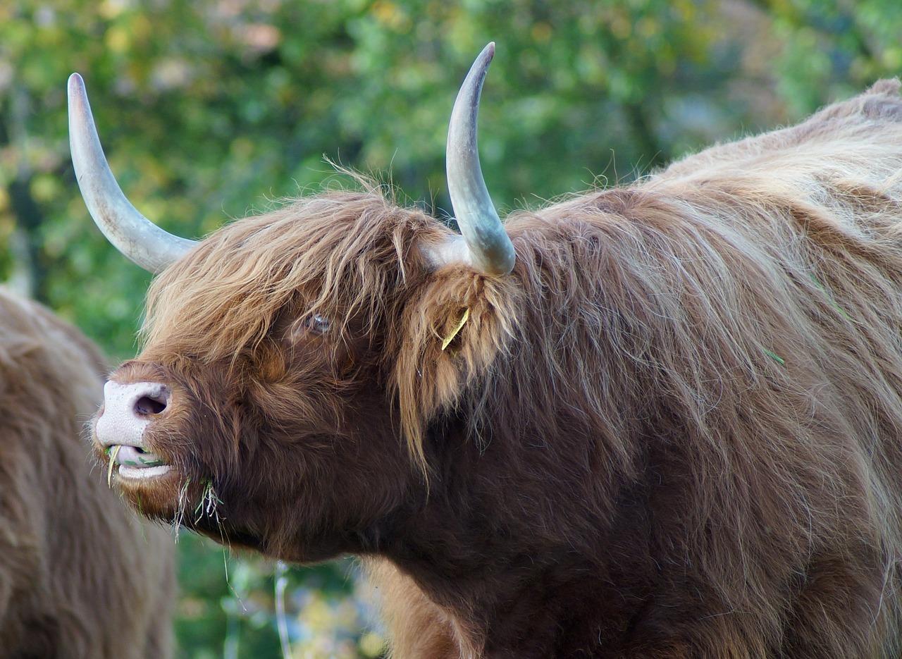 Image - beef highland bull