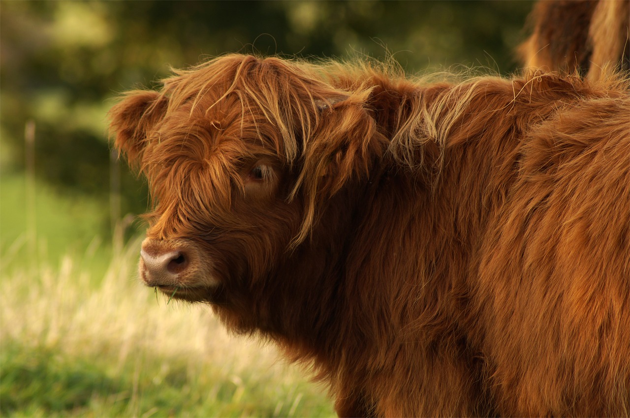 Image - beef highland bull