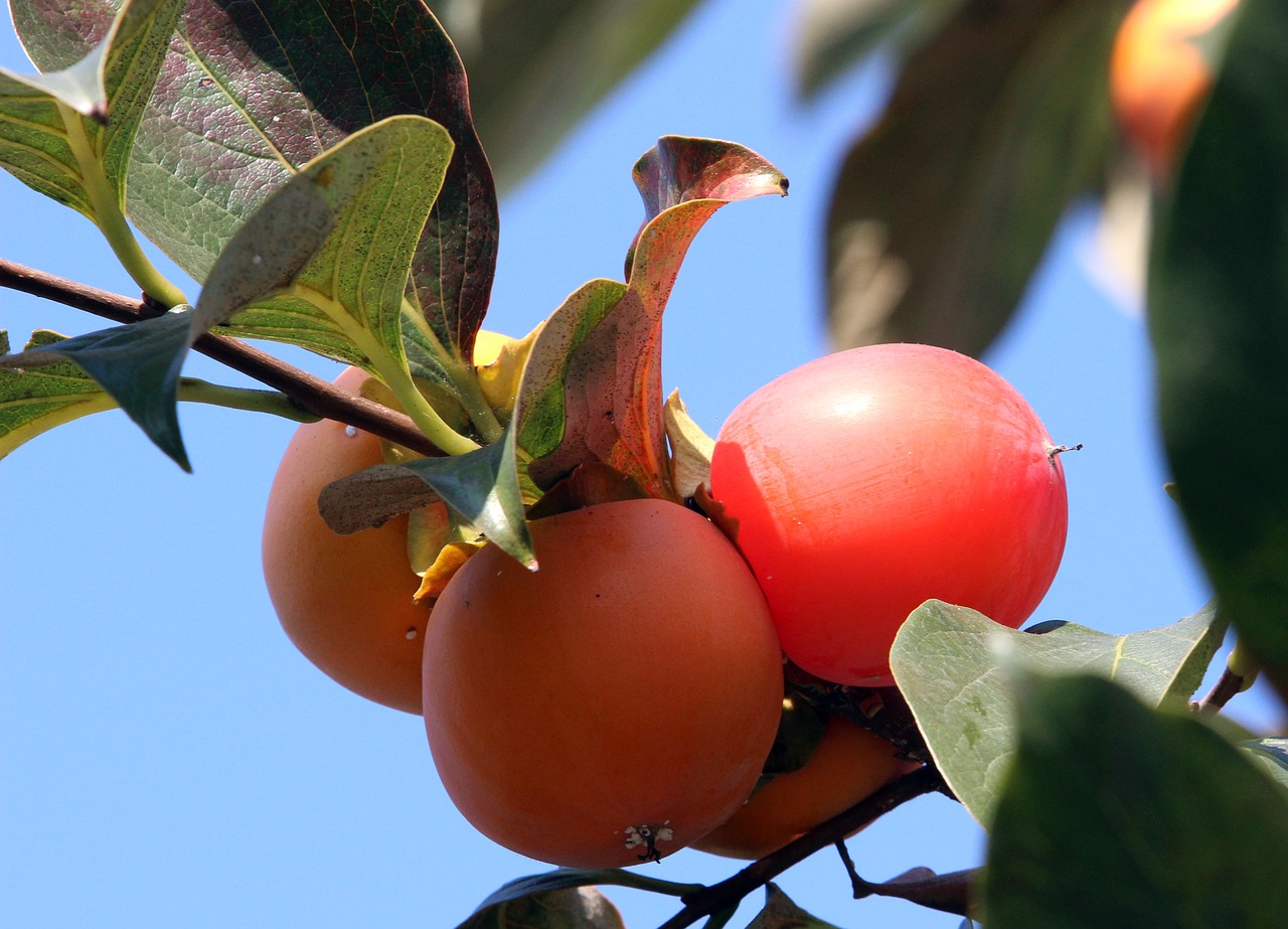 Image - persimmon fruit autumn nature wood