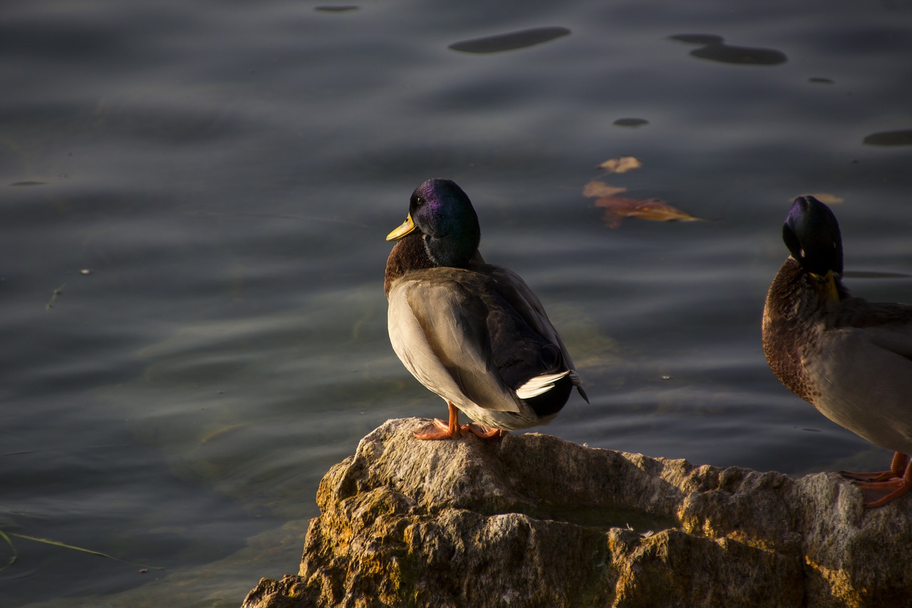 Image - italy duck nature water bird garda