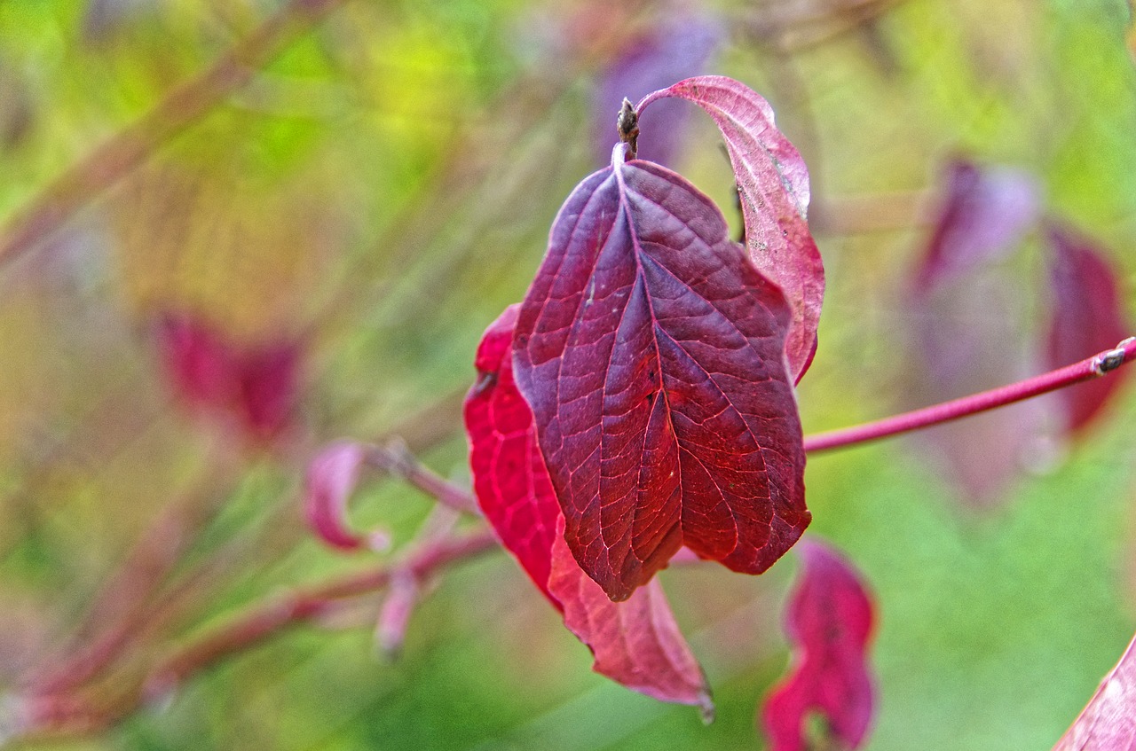 Image - leaf red fall dogwood red leaf