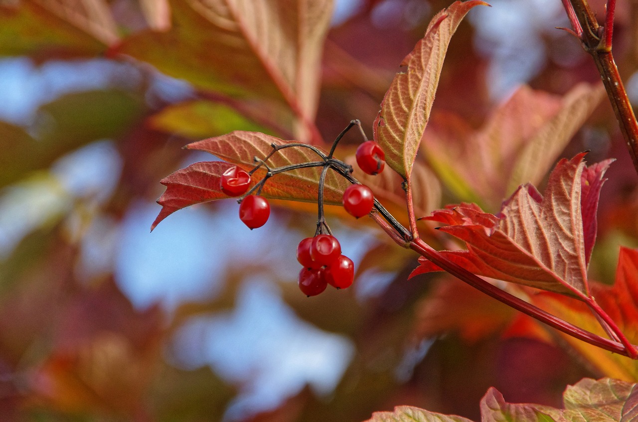 Image - leaves fruit red fruits viburnum