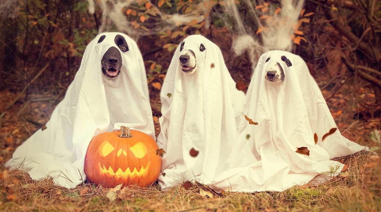 Image - halloween pumpkin gourd creepy