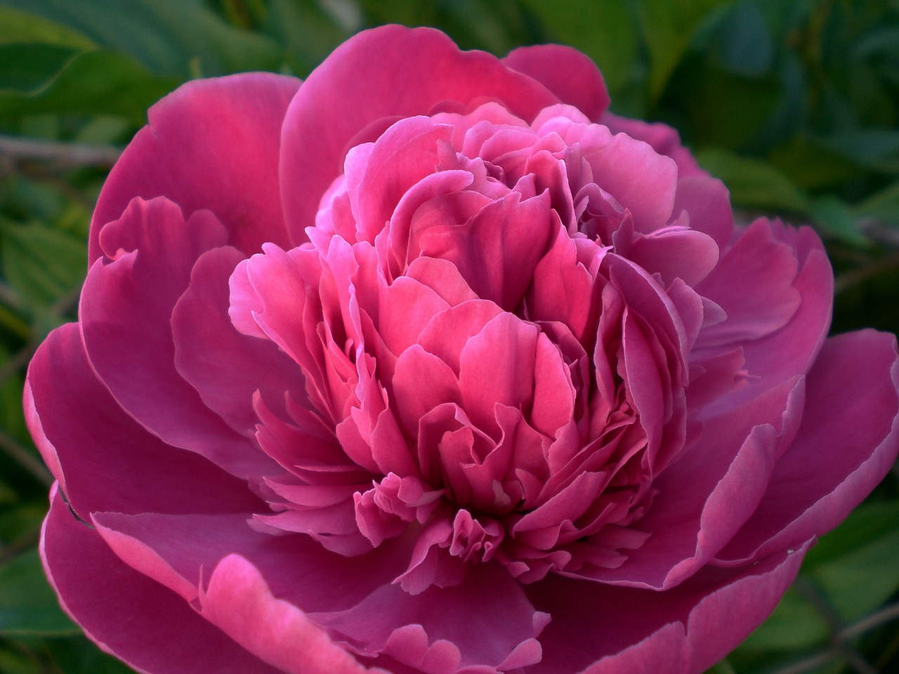 Image - peony flower flora blossom bloom