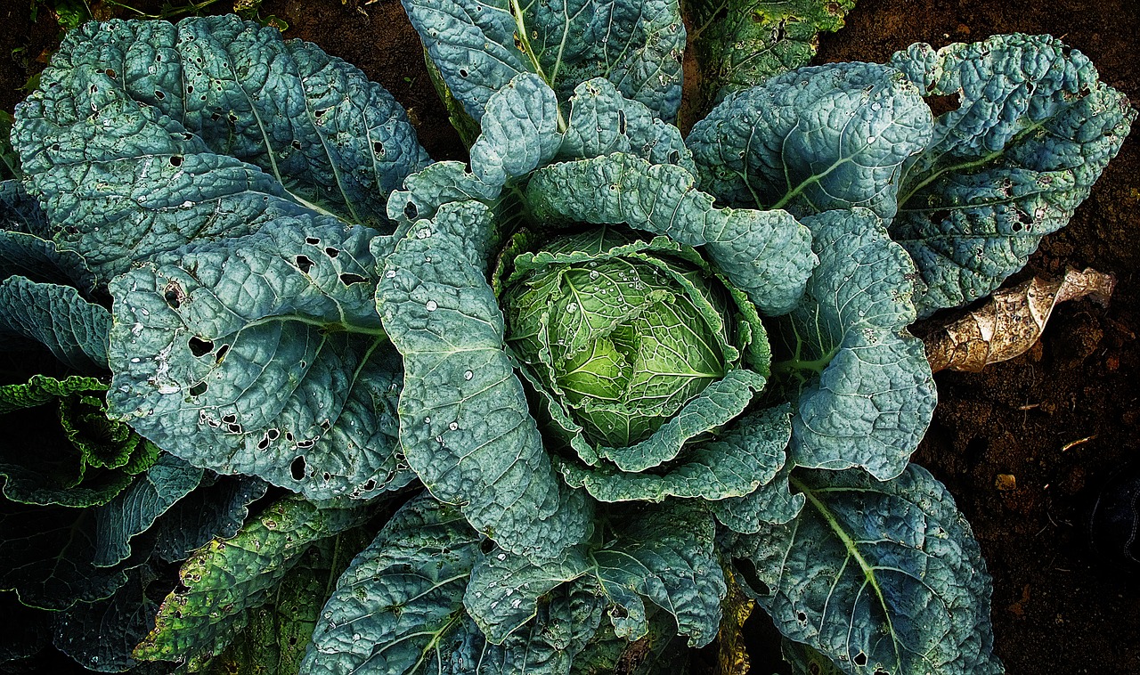 Image - vegetables savoy drop of water