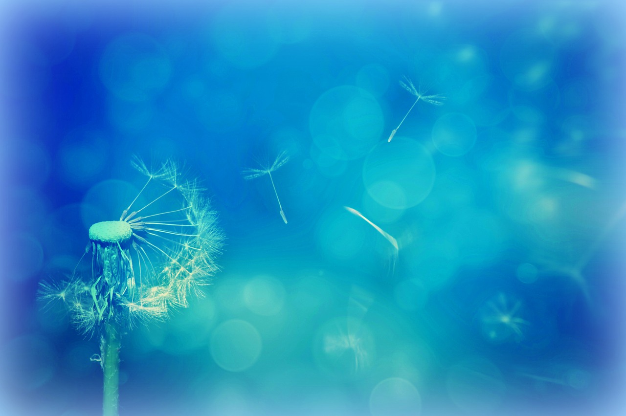 Image - texture background dandelion nature