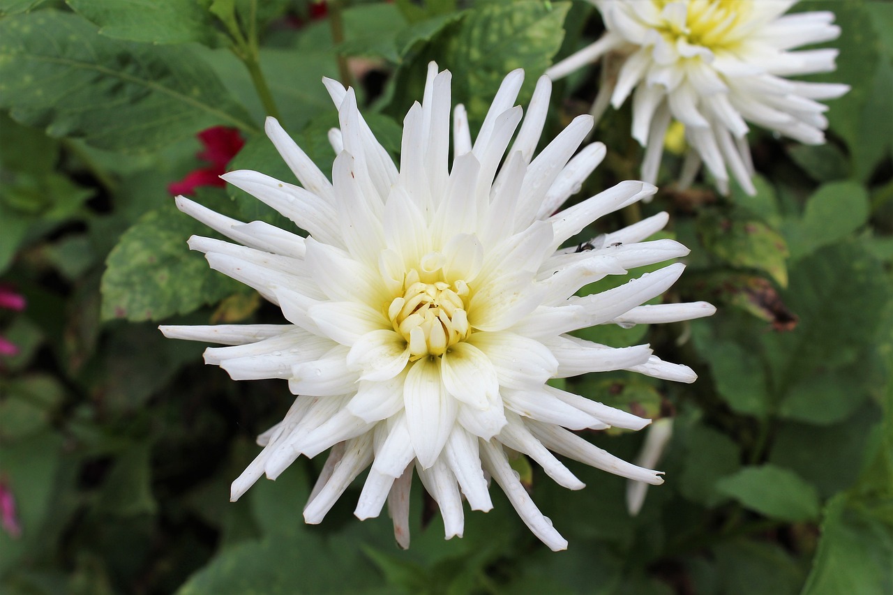 Image - dahlia autumn flower white nature