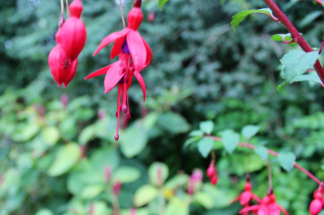 Image - fuchsia autumn flower red nature