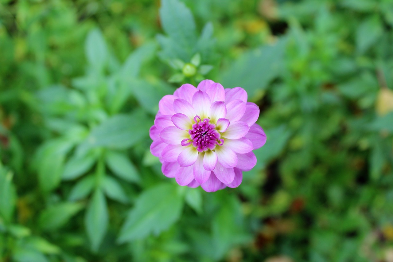 Image - dahlia autumn flower pink nature