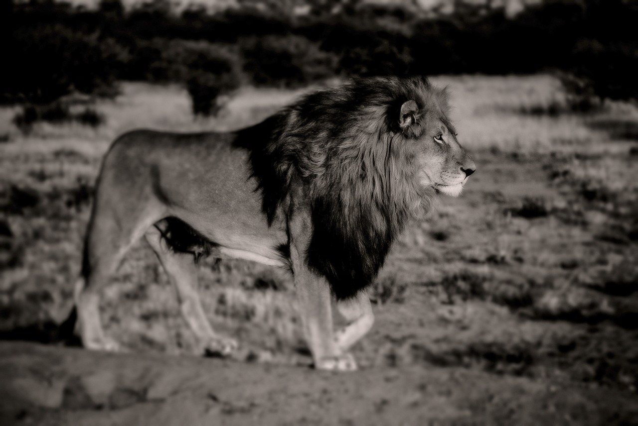 Image - lion black white africa safari