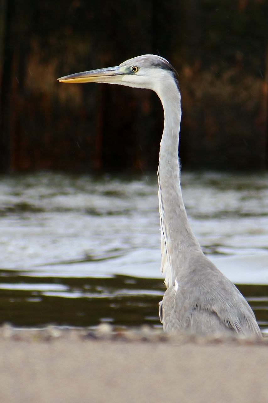 Image - animal sea river waterside