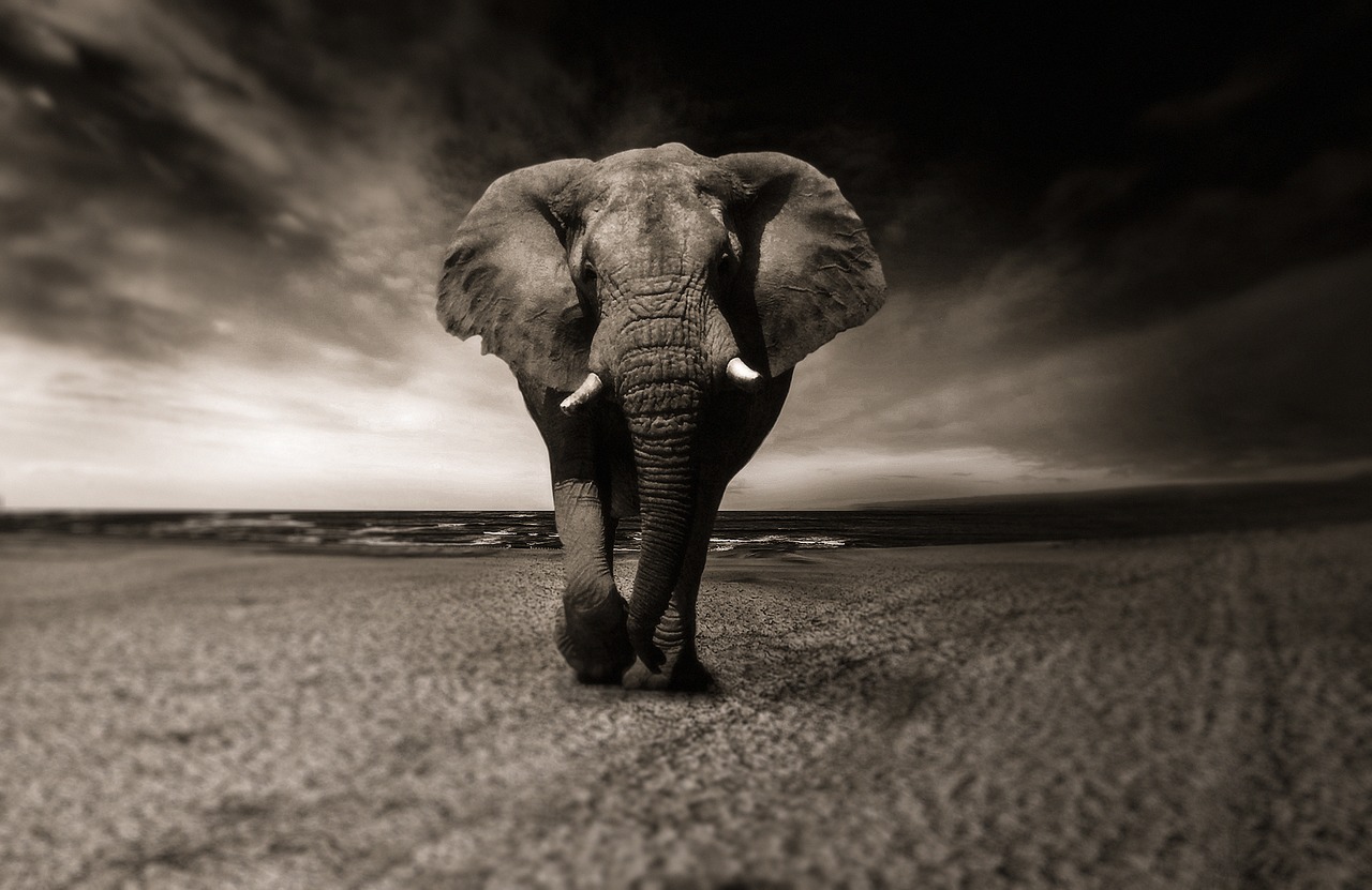 Image - elephant black and white animal