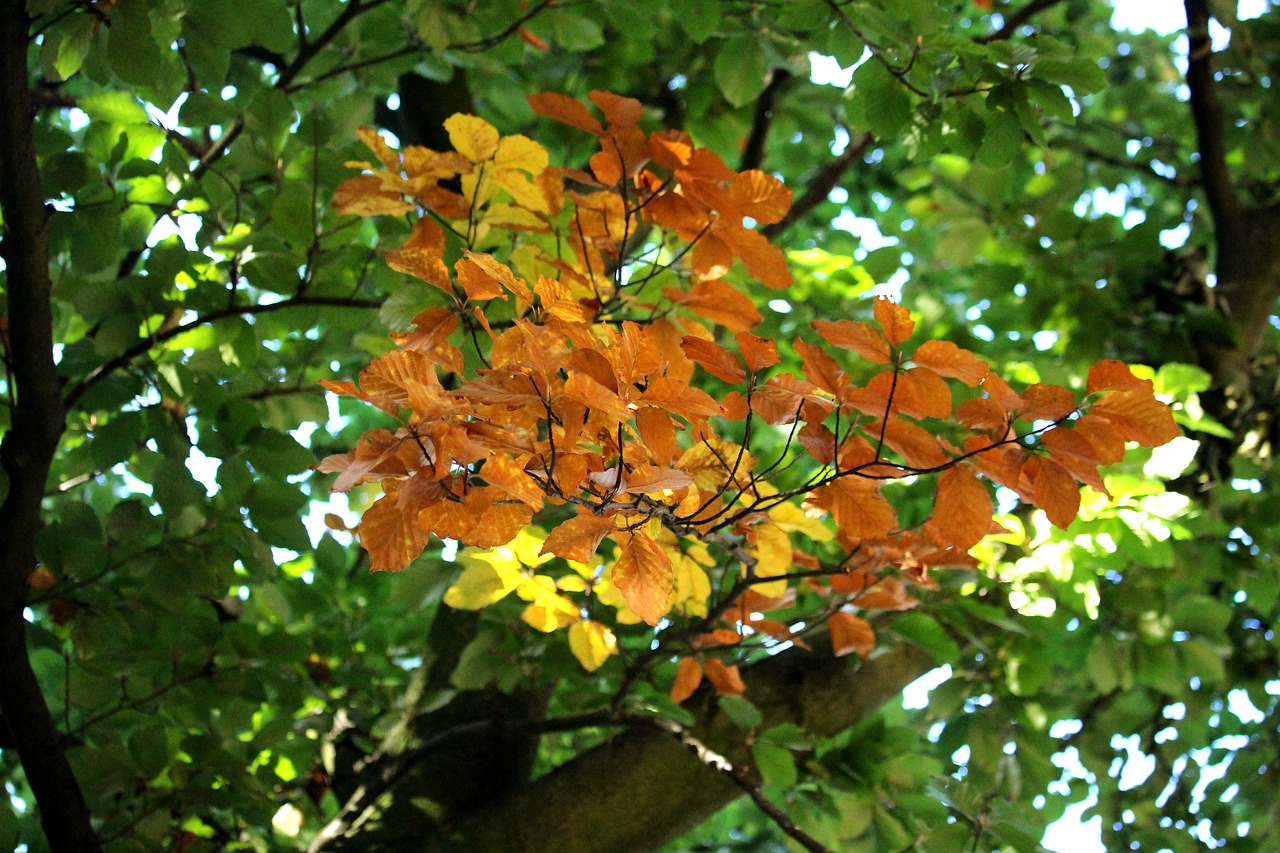 Image - autumn tree branch golden contrast