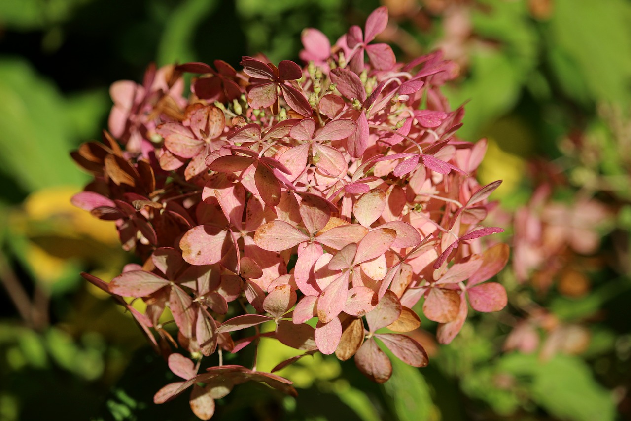 Image - hydrangea autumn pink blossom