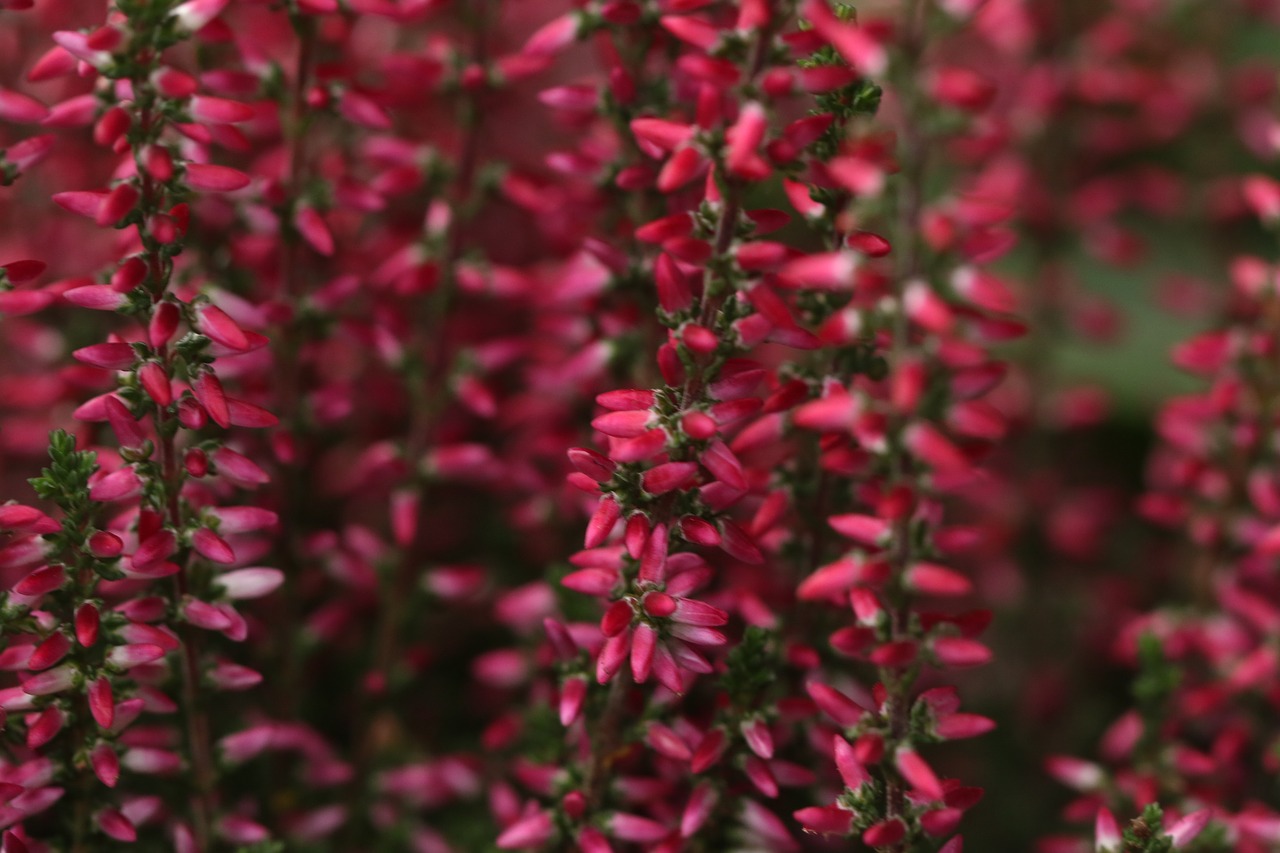 Image - heather flower autumn fall