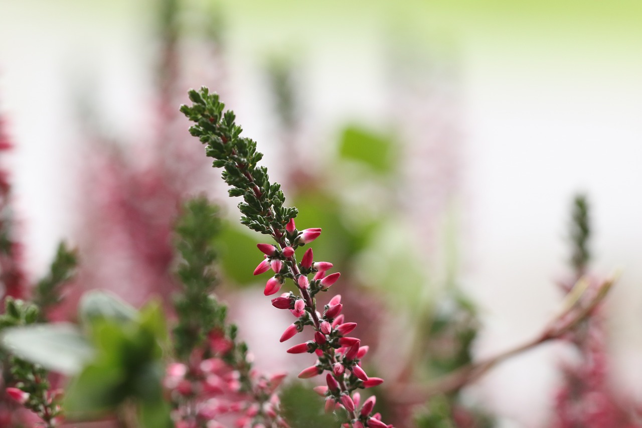 Image - heather flower autumn fall