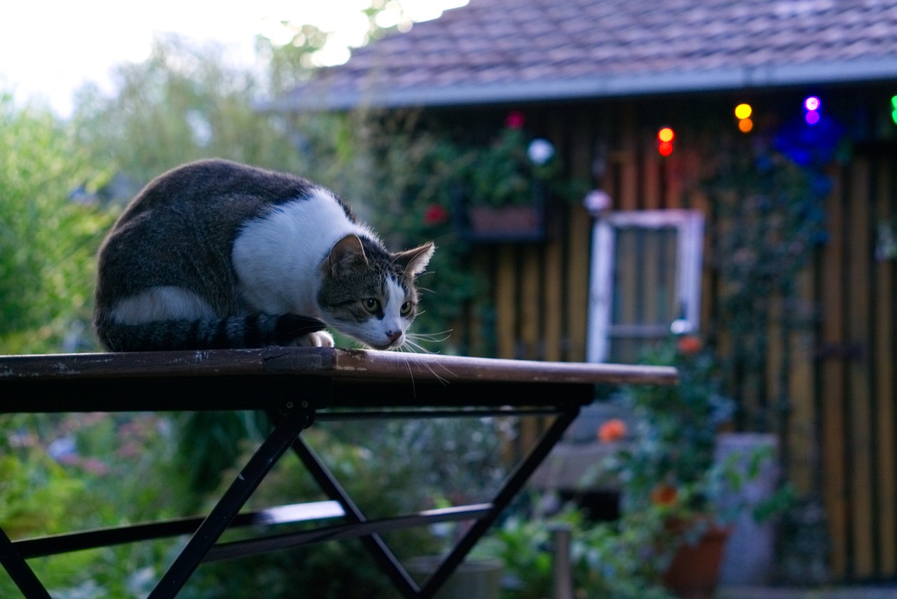 Image - cat out domestic cat curious