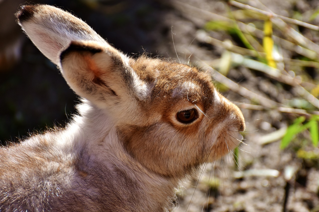 Image - schneehase cute zoo animal