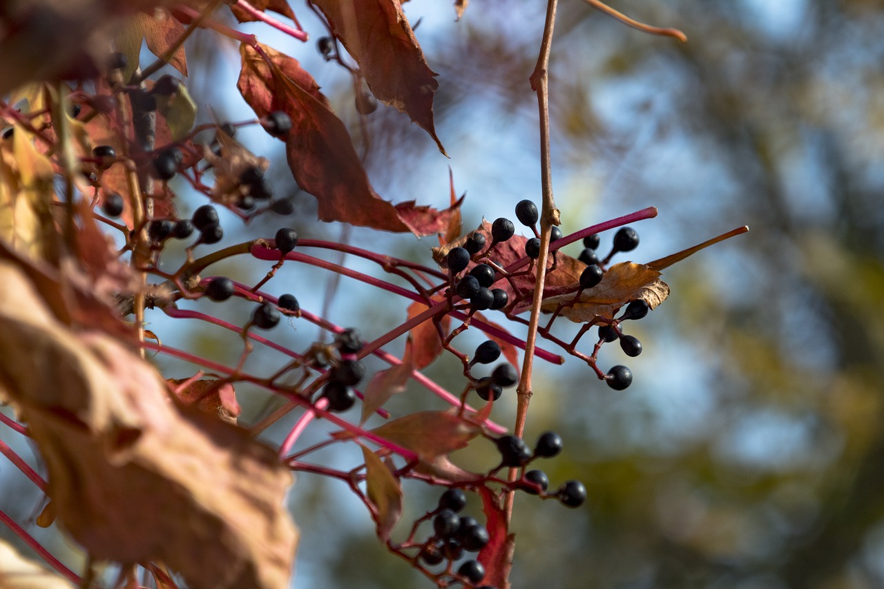 Image - bunch of grapes autumn golden leaves