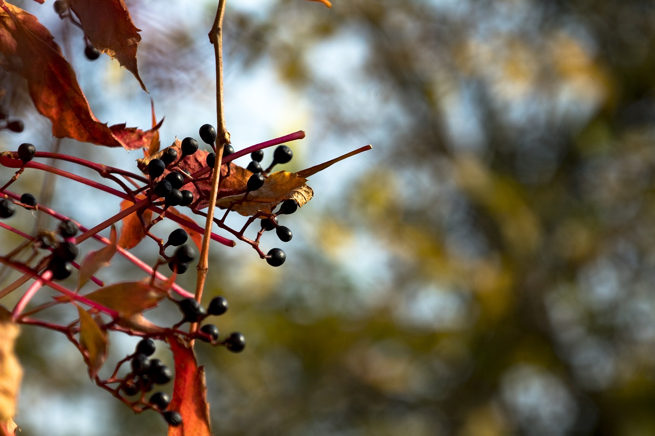 Image - bunch of grapes autumn golden leaves